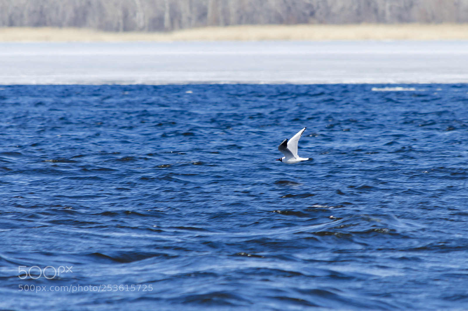 Nikon D5100 sample photo. Весна photography