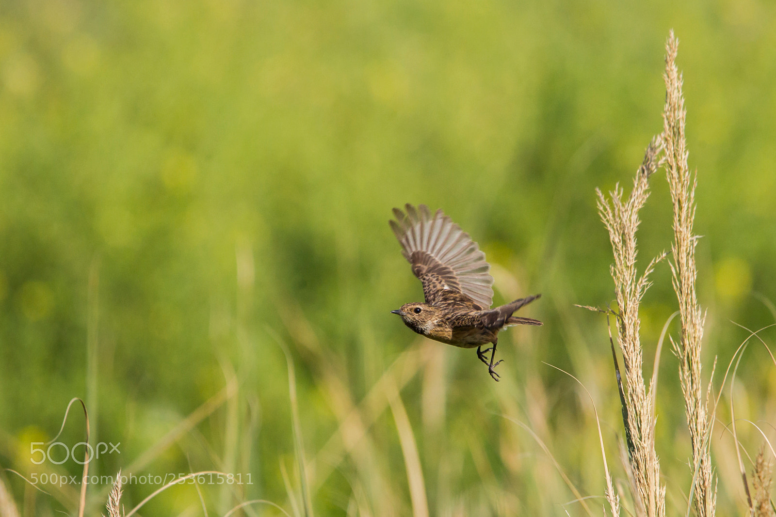 Canon EOS-1D Mark IV sample photo. A bright afternoon flight photography
