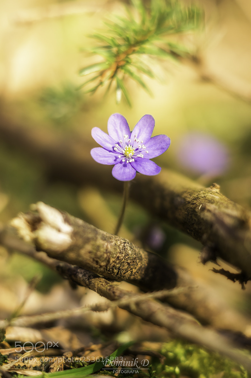 Sony SLT-A58 sample photo. Spring photography