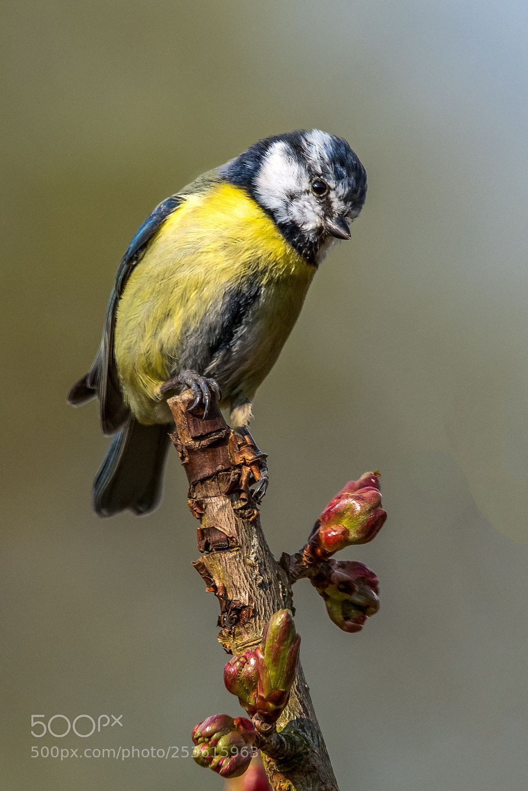 Nikon D850 sample photo. Top of the tree photography