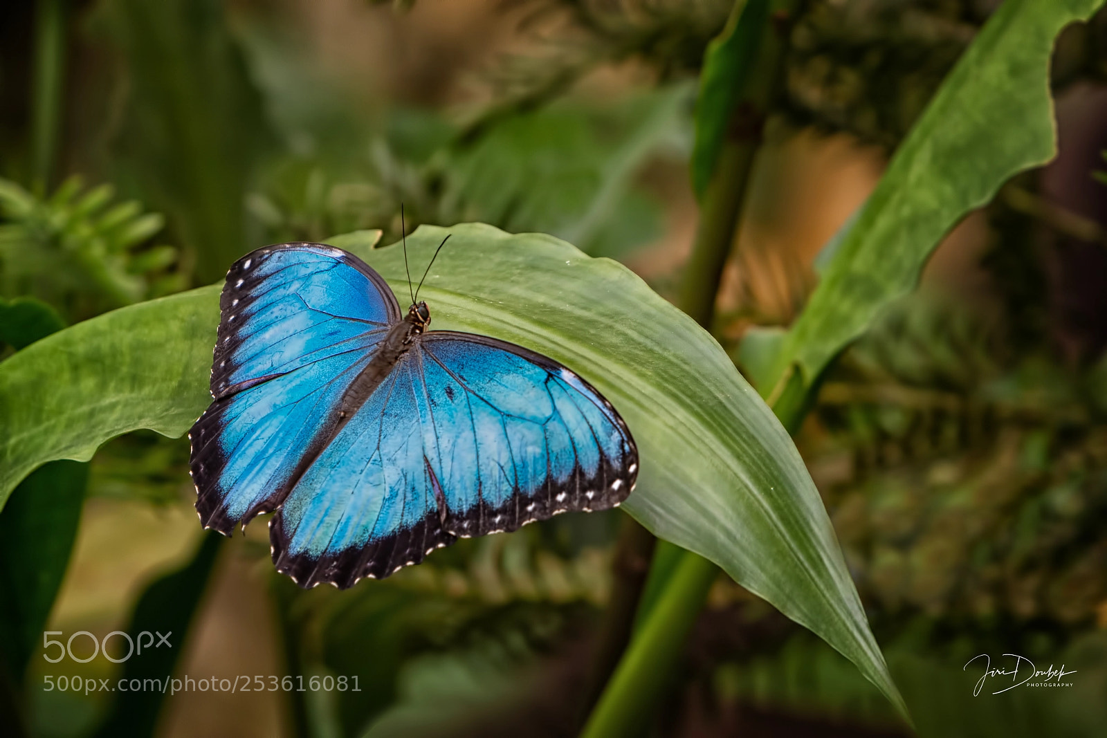 Nikon D7200 sample photo. Butterfly photography