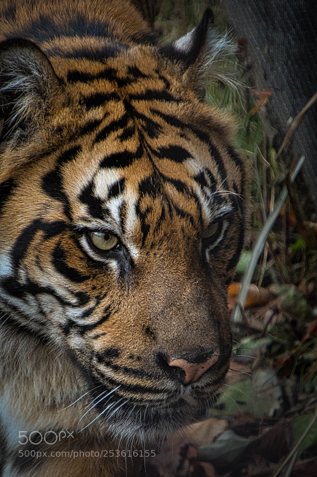 Nikon D7200 sample photo. Tiger - toronto zoo photography