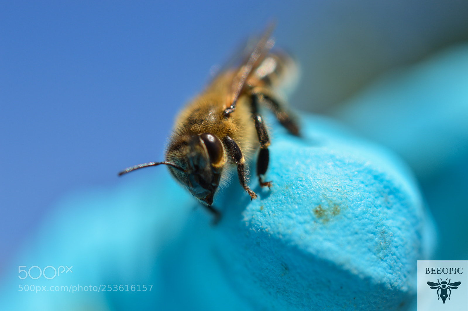 Nikon D3200 sample photo. "little bee" photography