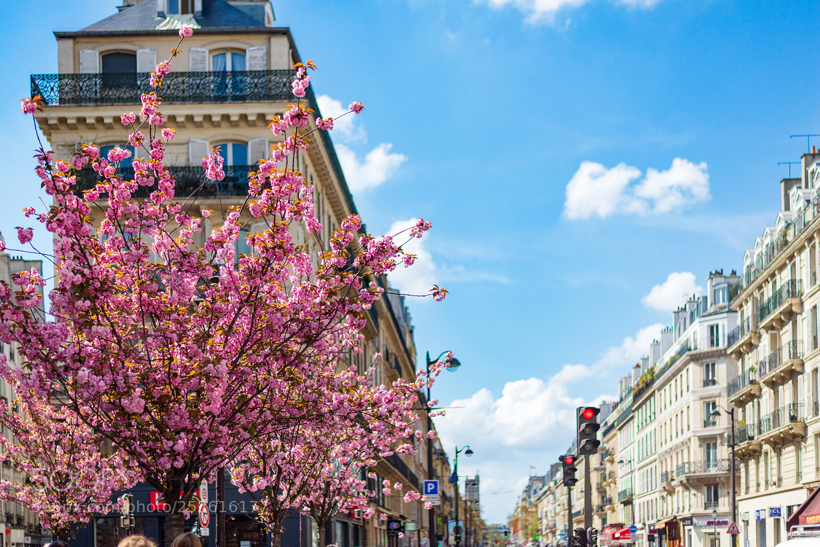 Nikon D610 sample photo. Spring blossom photography