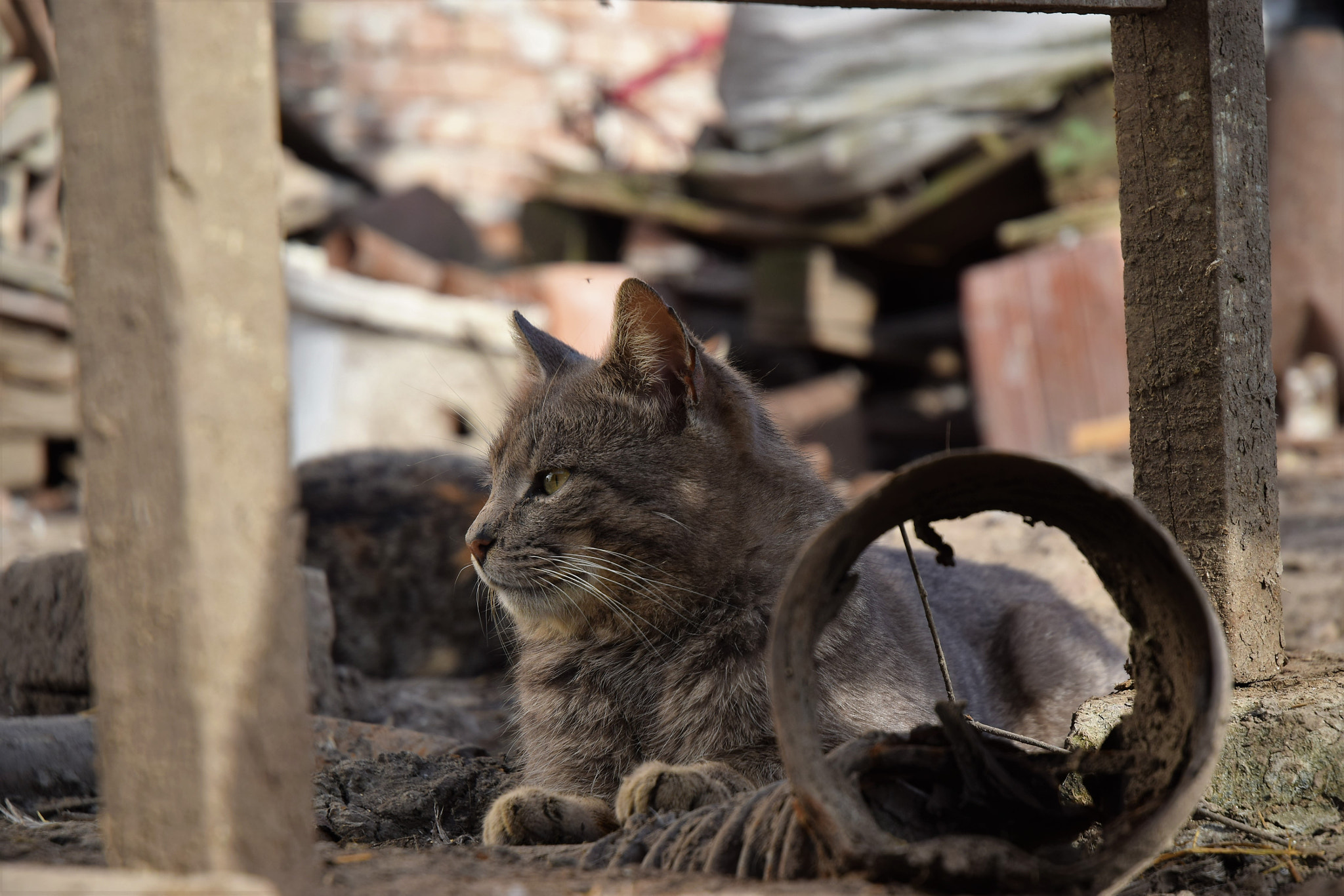 Nikon D5300 sample photo