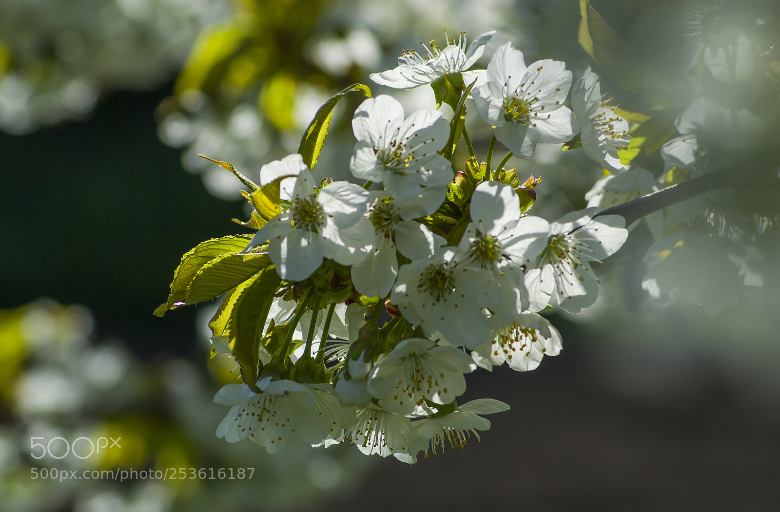 Nikon D3100 sample photo. Cherry bouquet...cseresznye csokor photography