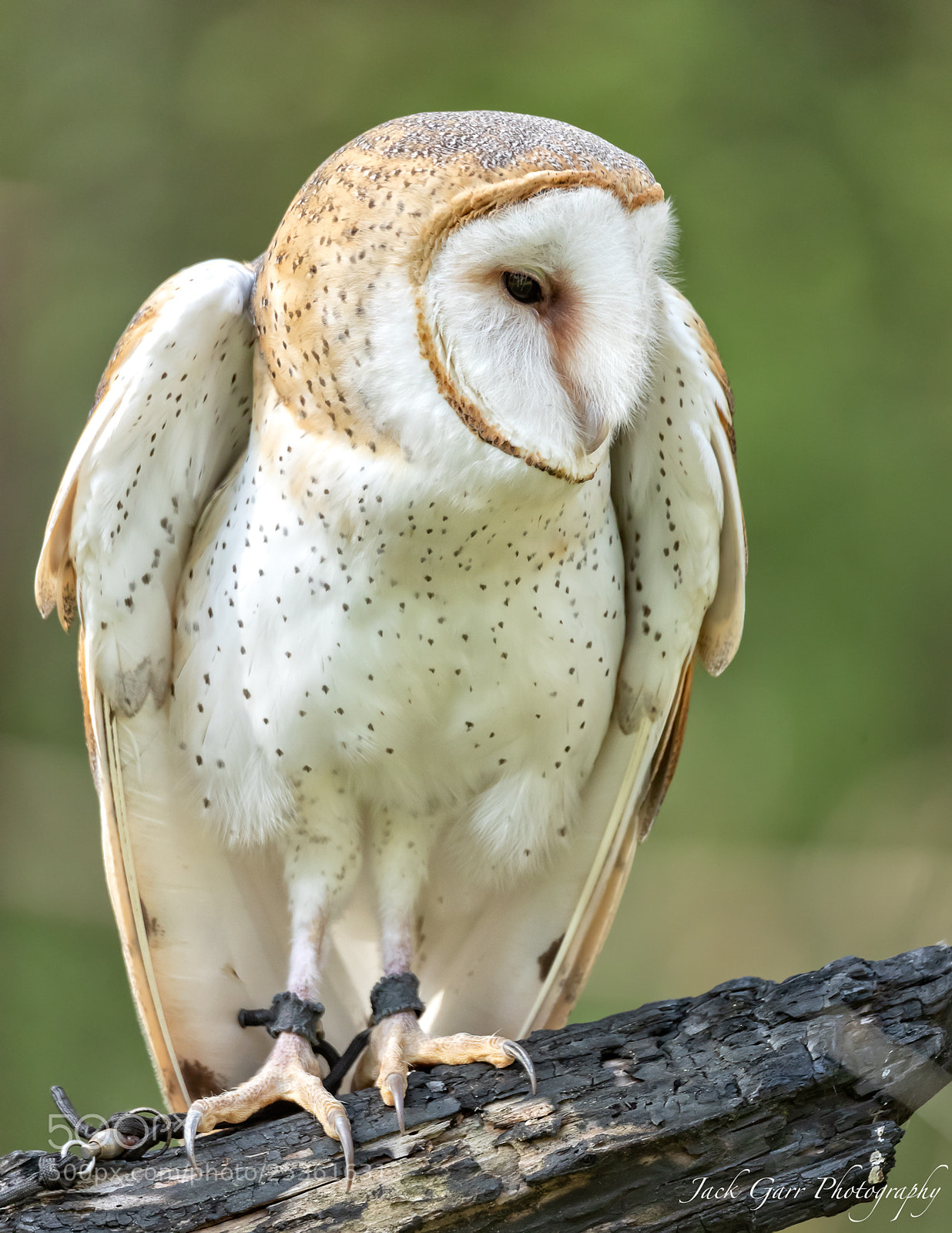 Canon EOS-1D X Mark II sample photo. Barn owl photography