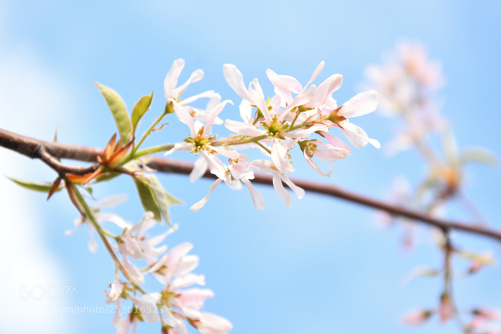 Nikon D3300 sample photo. Blossom photography