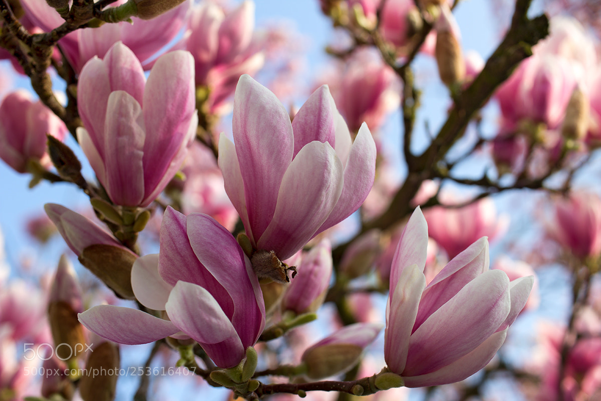 Canon EOS 60D sample photo. Early spring photography