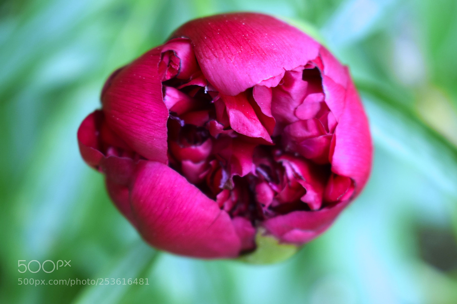 Nikon D3300 sample photo. Blossoming photography