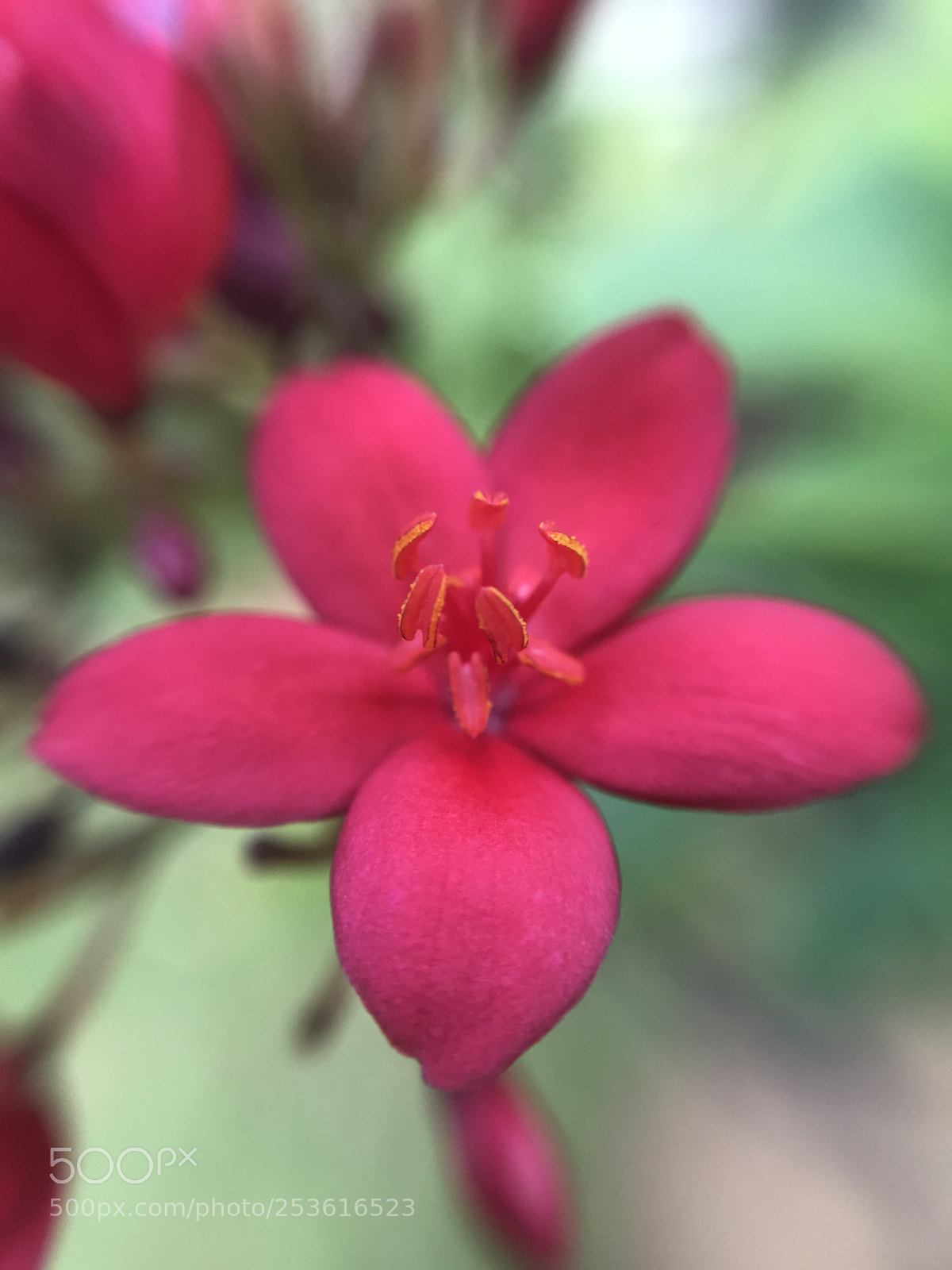 Apple iPhone 7 sample photo. Floral photography