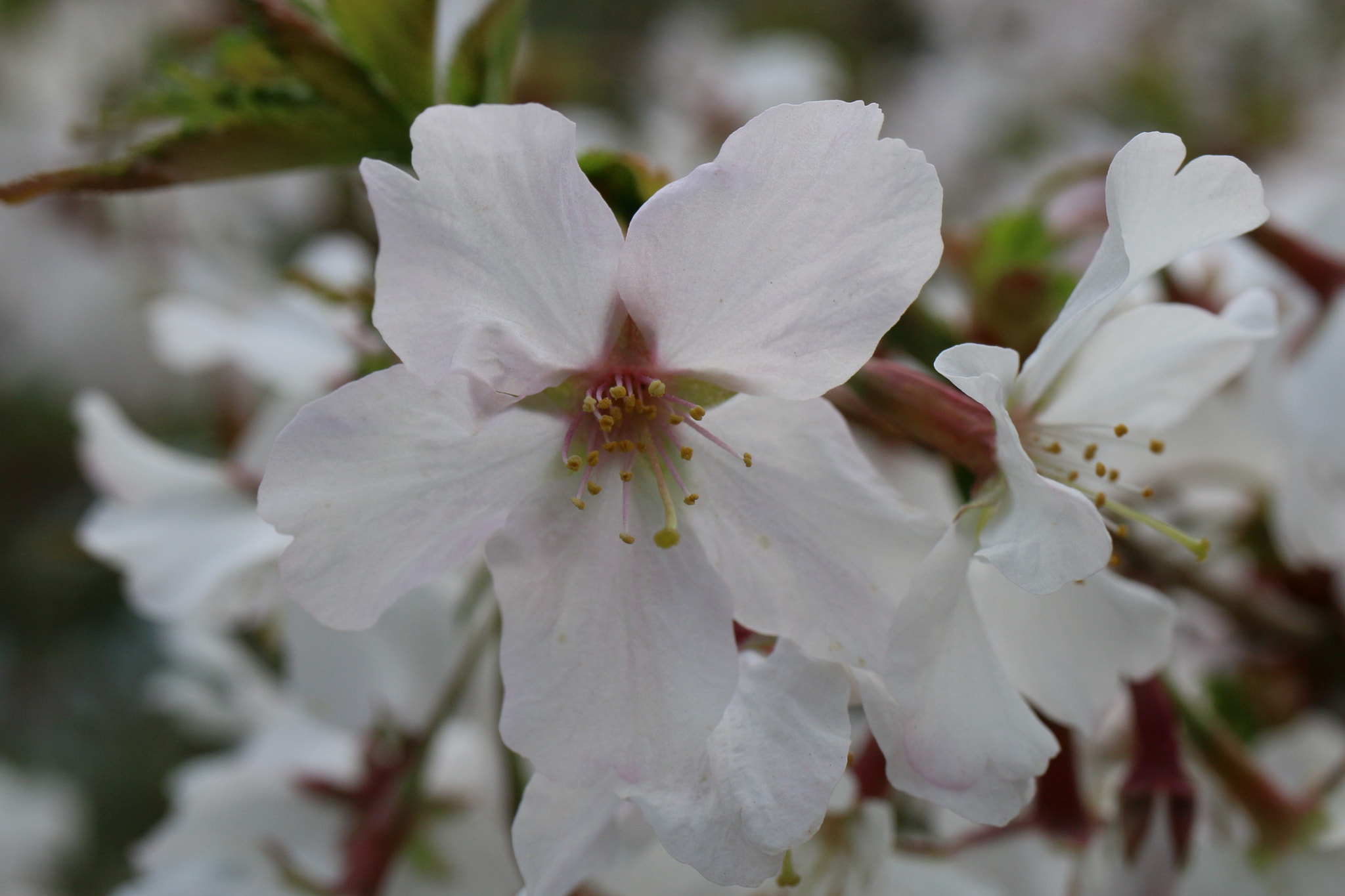 Canon EOS 70D + Canon EF 50mm f/1.8 sample photo. Hanami in my garden photography