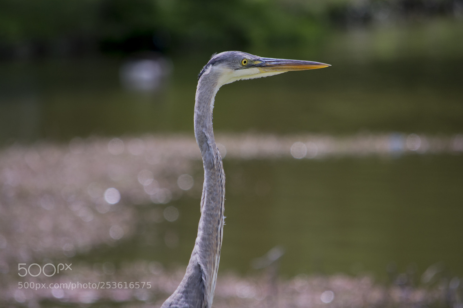 Nikon D7100 sample photo. Great blue heron photography