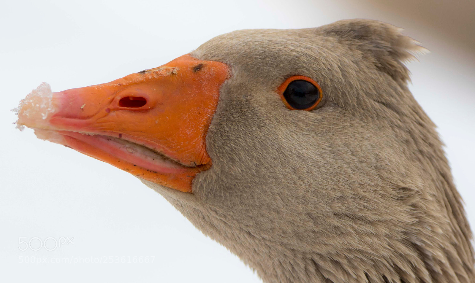 Canon EOS 7D Mark II sample photo. L'oie ! photography