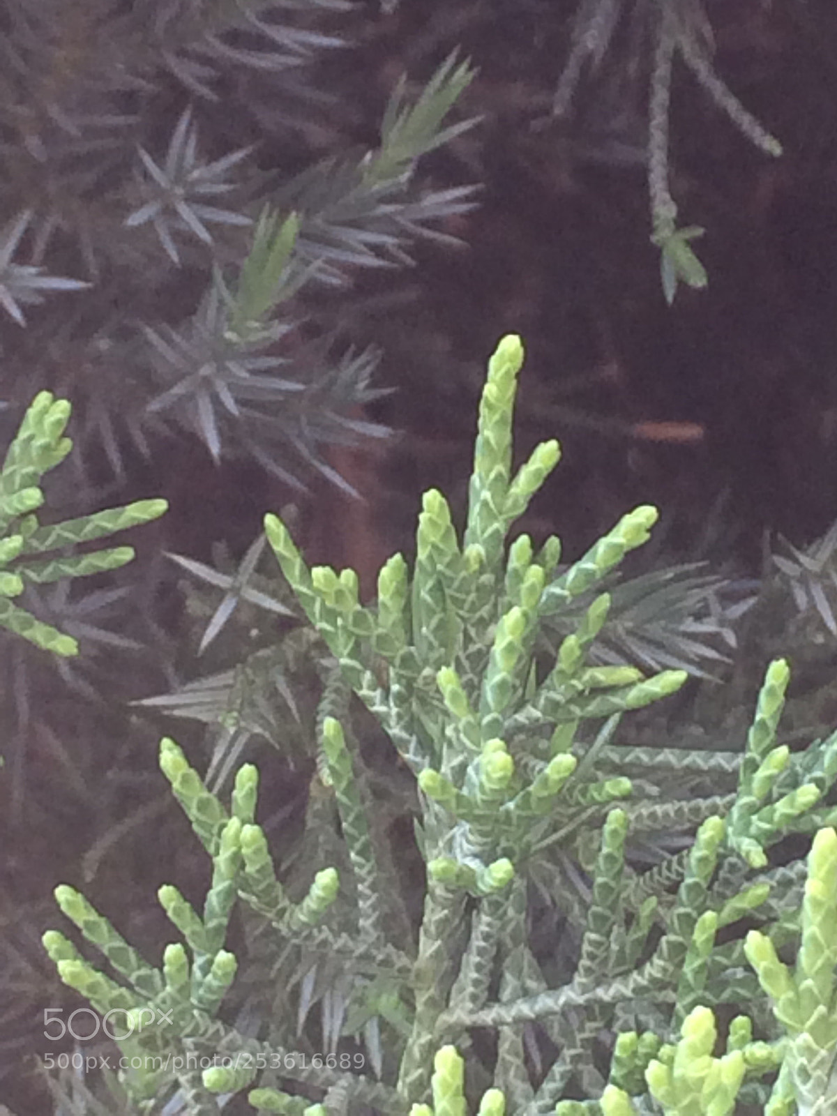 Apple iPhone 5s sample photo. Forest or a tree photography