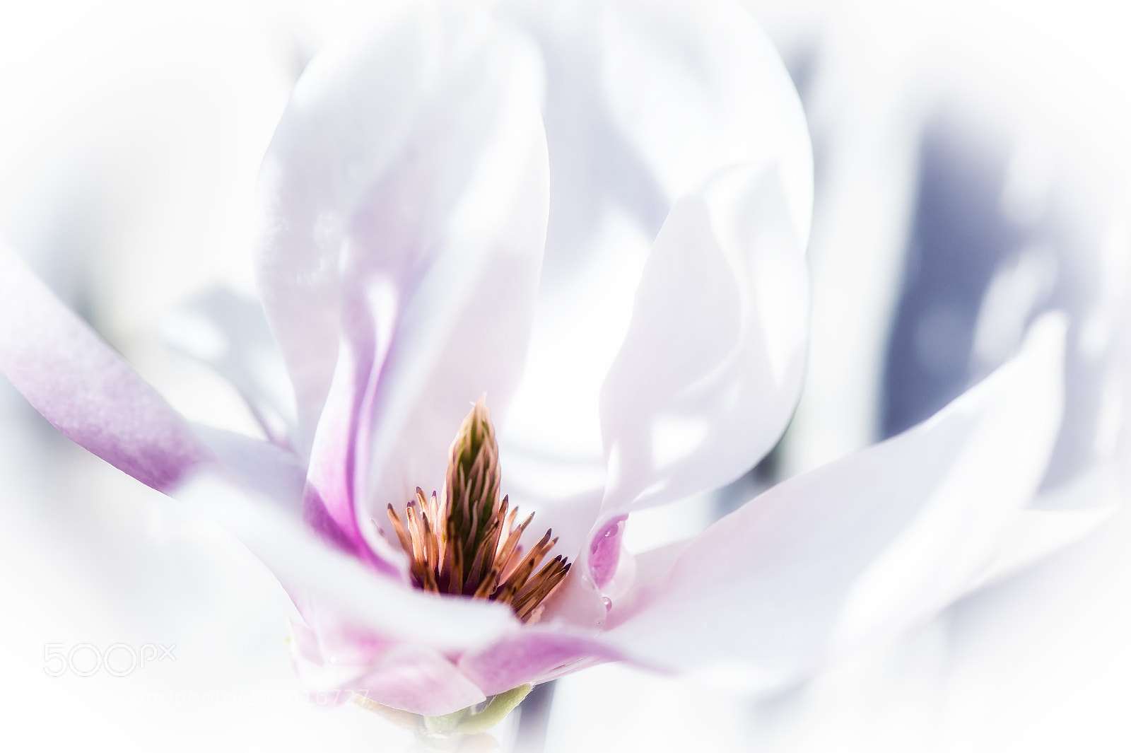 Nikon D4 sample photo. Magnolia photography