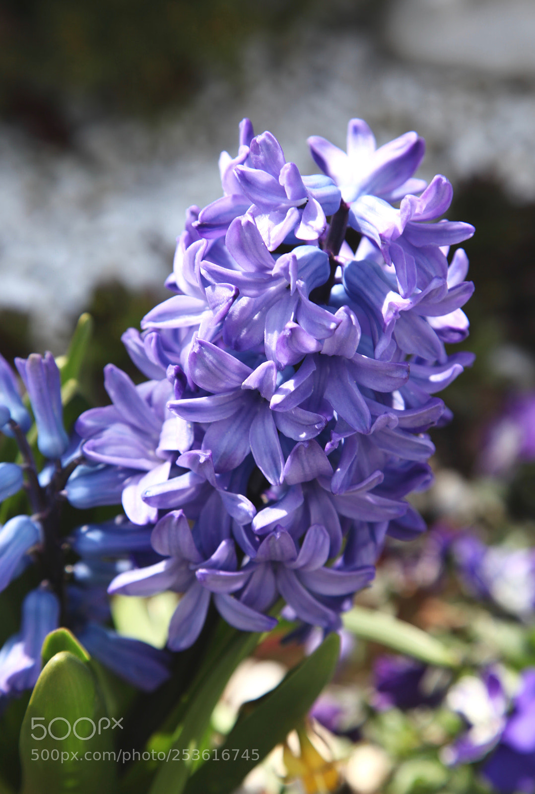Canon EOS 5D Mark II sample photo. ⁑⁑ photography