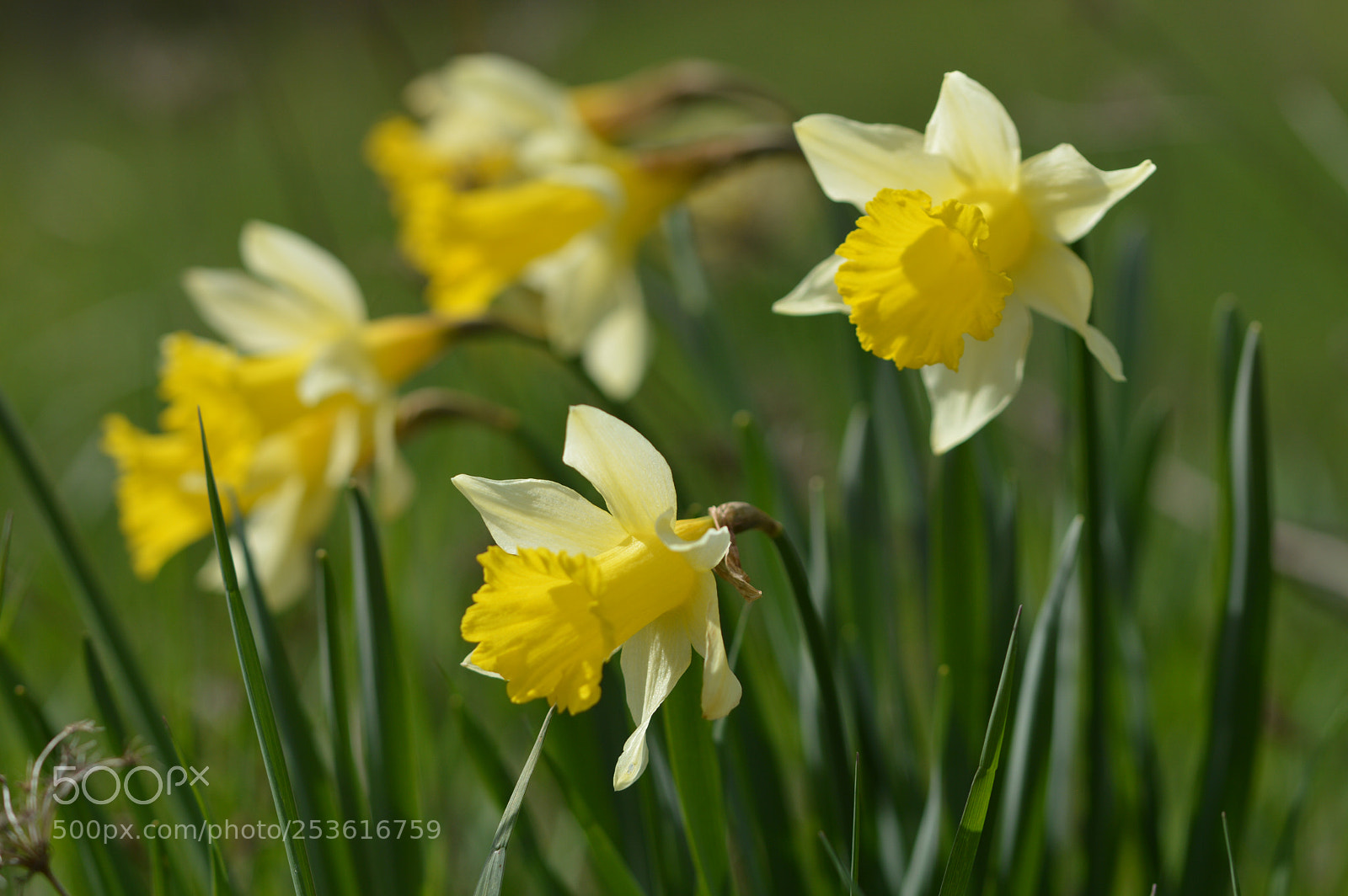 Nikon D3200 sample photo. Wild daffodils photography
