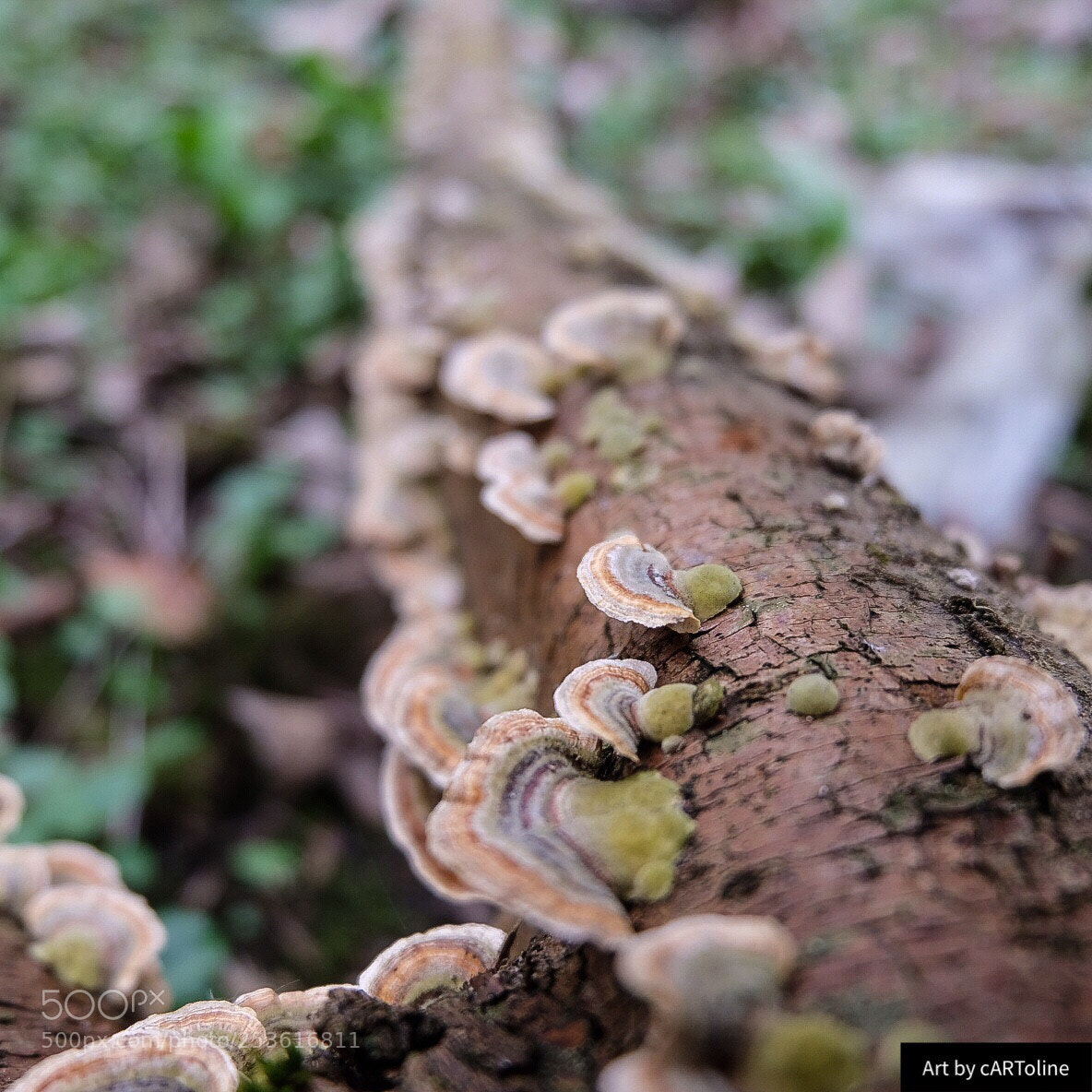 Fujifilm X-T20 sample photo. Rainbow mushrooms  photography