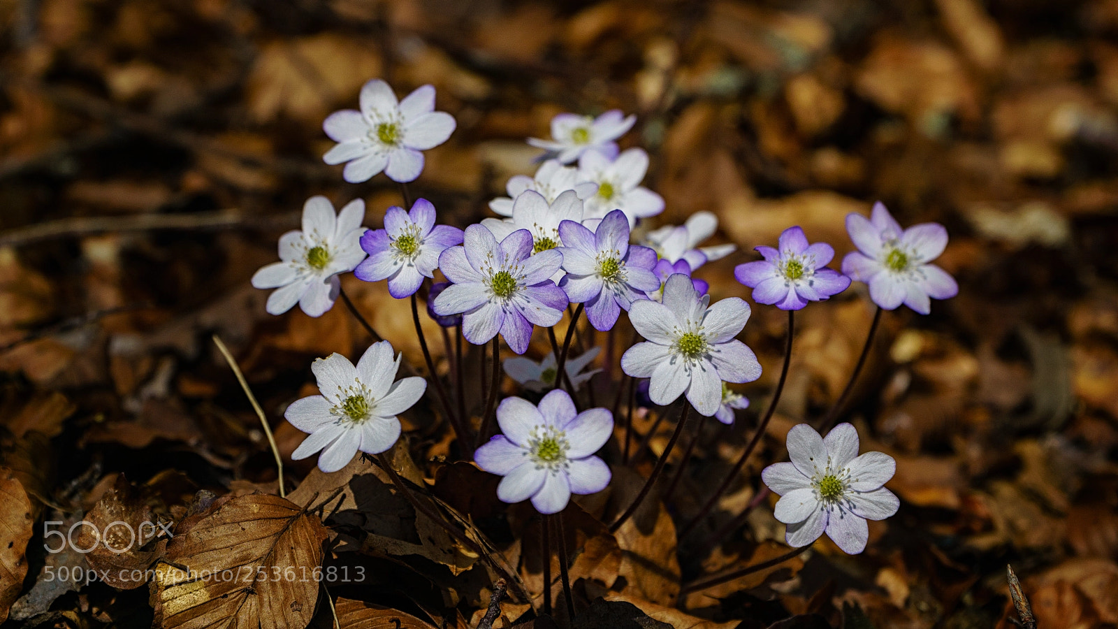 Sony a6000 sample photo. White hepatica photography