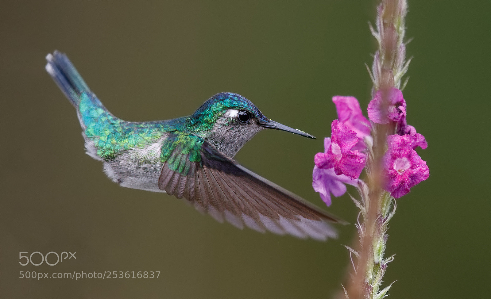 Canon EOS 5D Mark IV sample photo. Violet-headed hummingbird photography