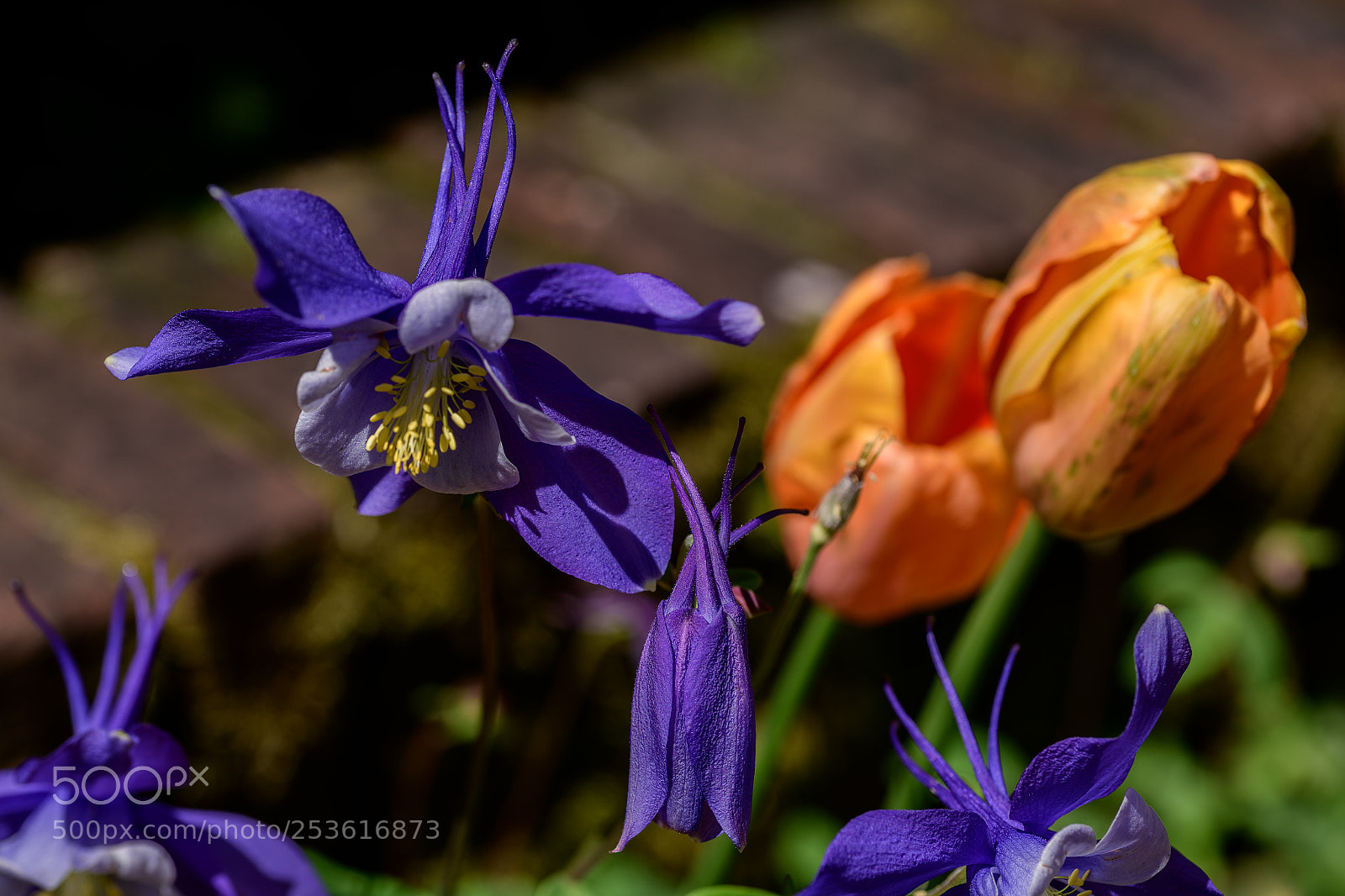 Nikon D850 sample photo. Purple columbine and orange photography