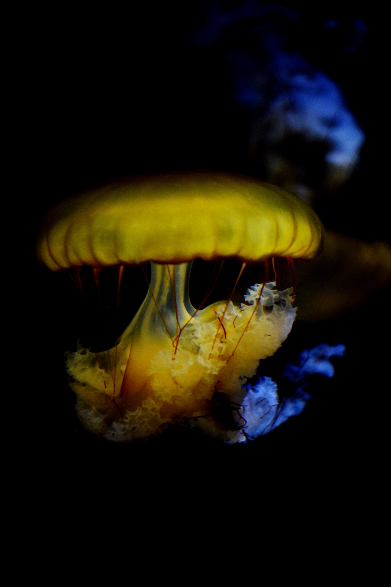 Nikon AF-S Nikkor 50mm F1.8G sample photo. Lost in aquarium photography