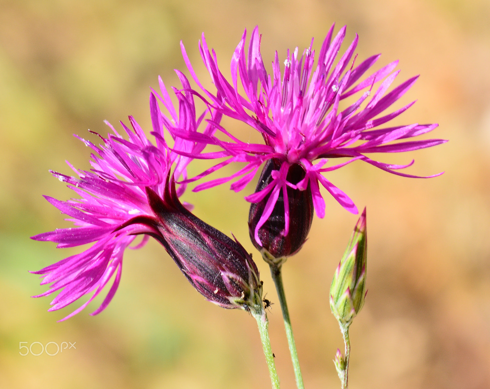 Nikon AF-S Micro-Nikkor 105mm F2.8G IF-ED VR sample photo