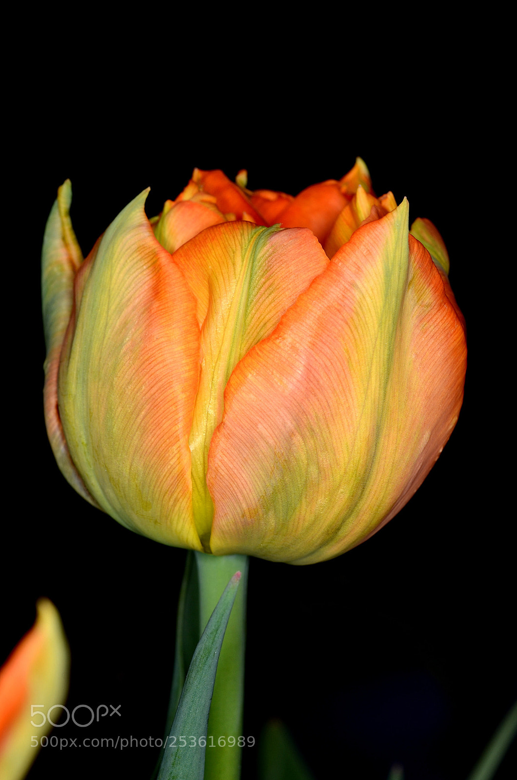 Nikon D7000 sample photo. Tulip orca ... opening soon photography