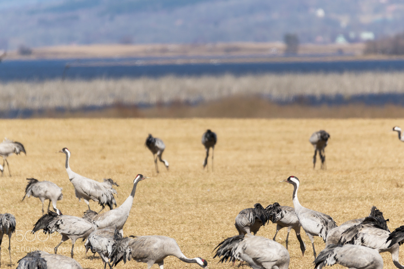 Canon EOS 70D sample photo. Birds around hornborgarsj n photography