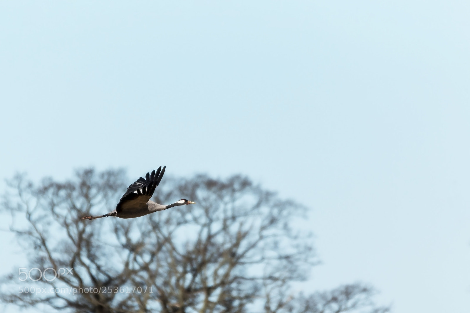 Canon EOS 70D sample photo. Birds around hornborgarsj n photography