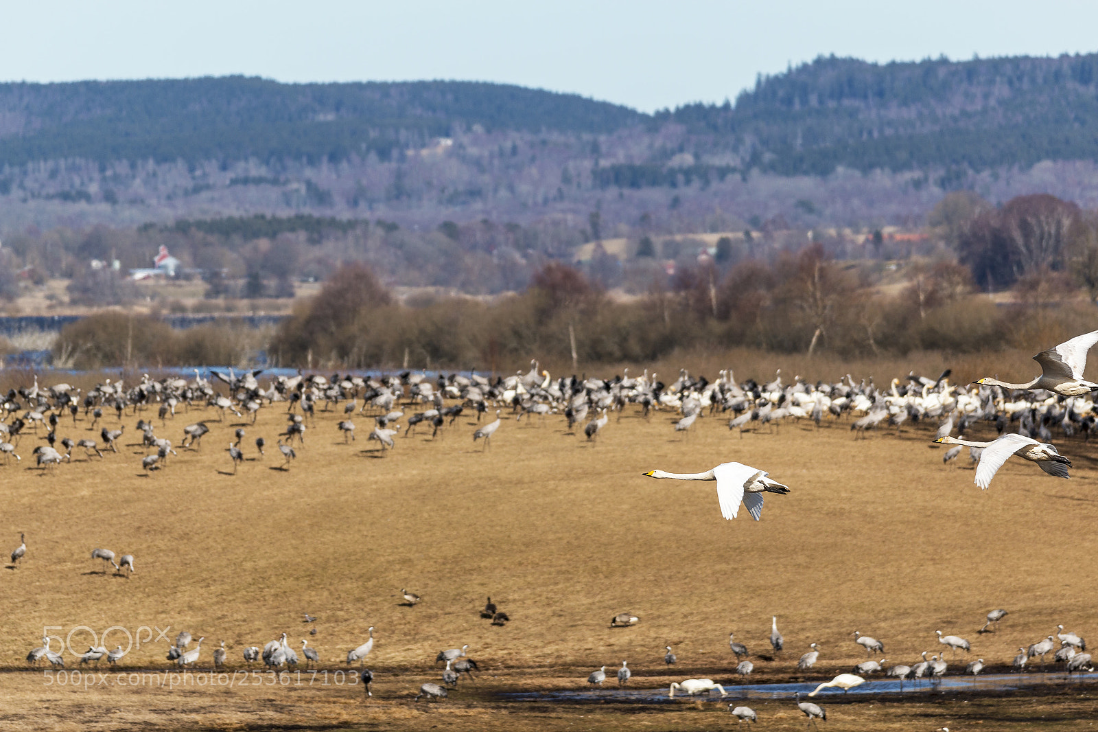 Canon EOS 70D sample photo. Birds around hornborgarsj n photography