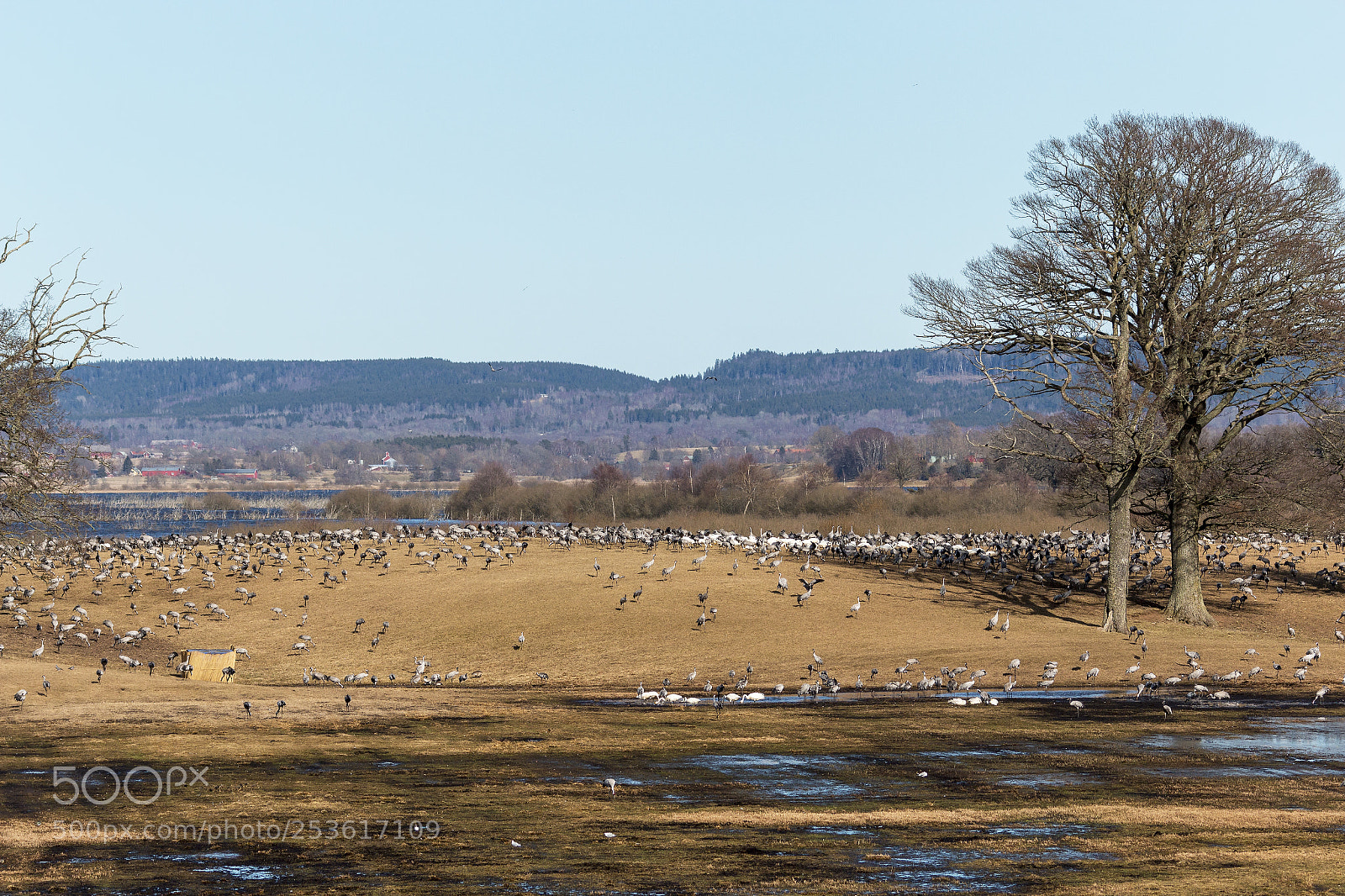 Canon EOS 70D sample photo. Birds around hornborgarsj n photography