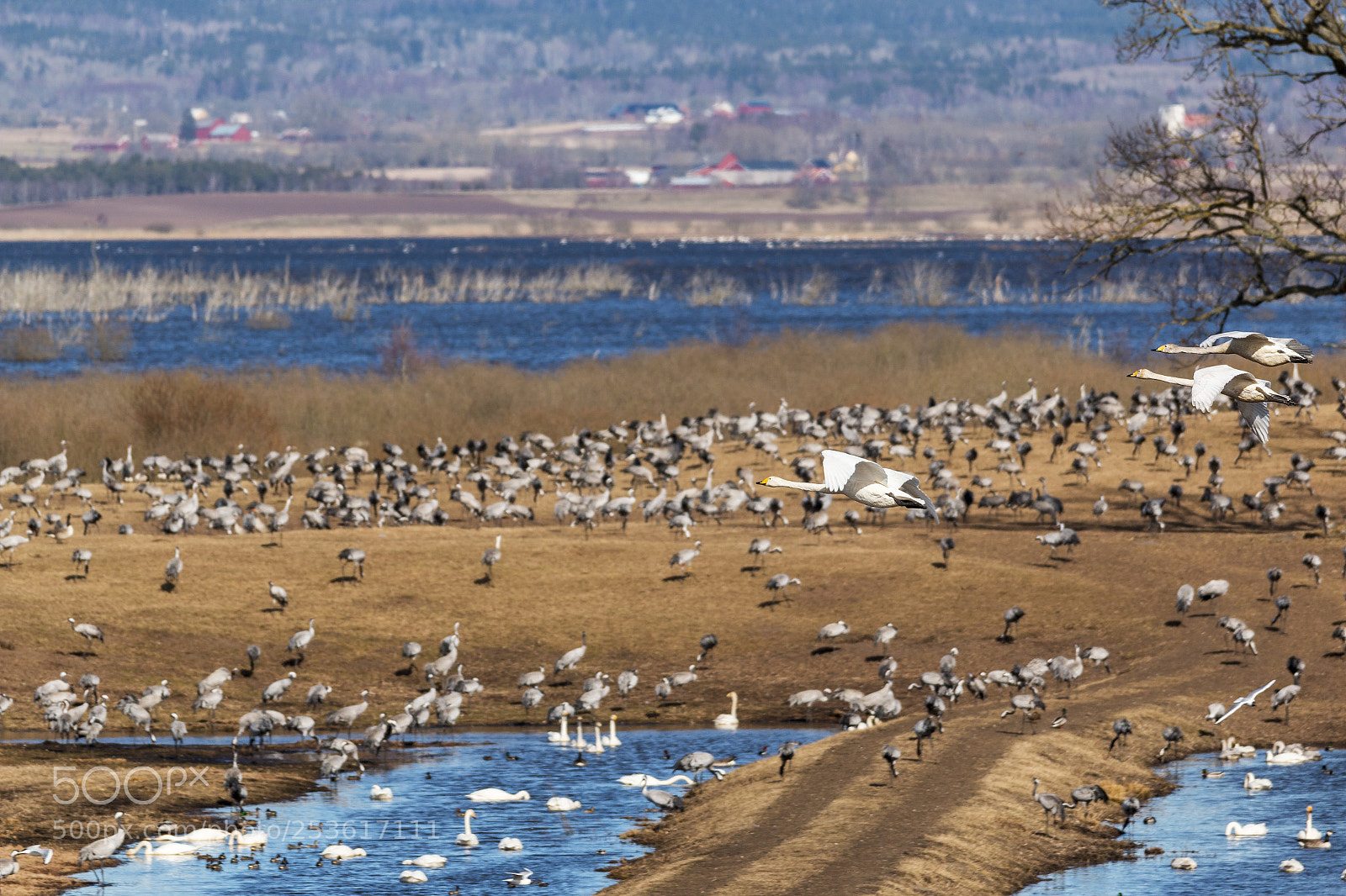 Canon EOS 70D sample photo. Birds around hornborgarsj n photography