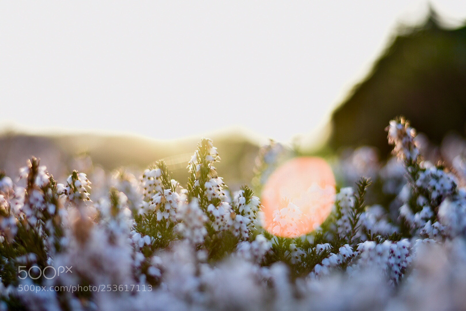 Nikon D3400 sample photo. White flowers photography