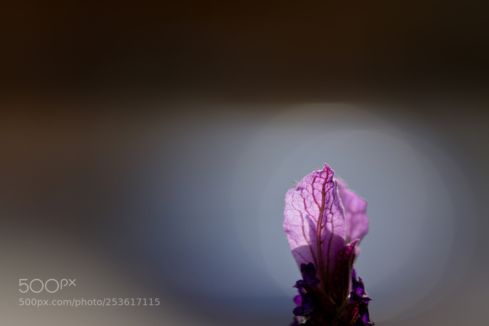 Canon EOS 60D sample photo. Lavender flame photography