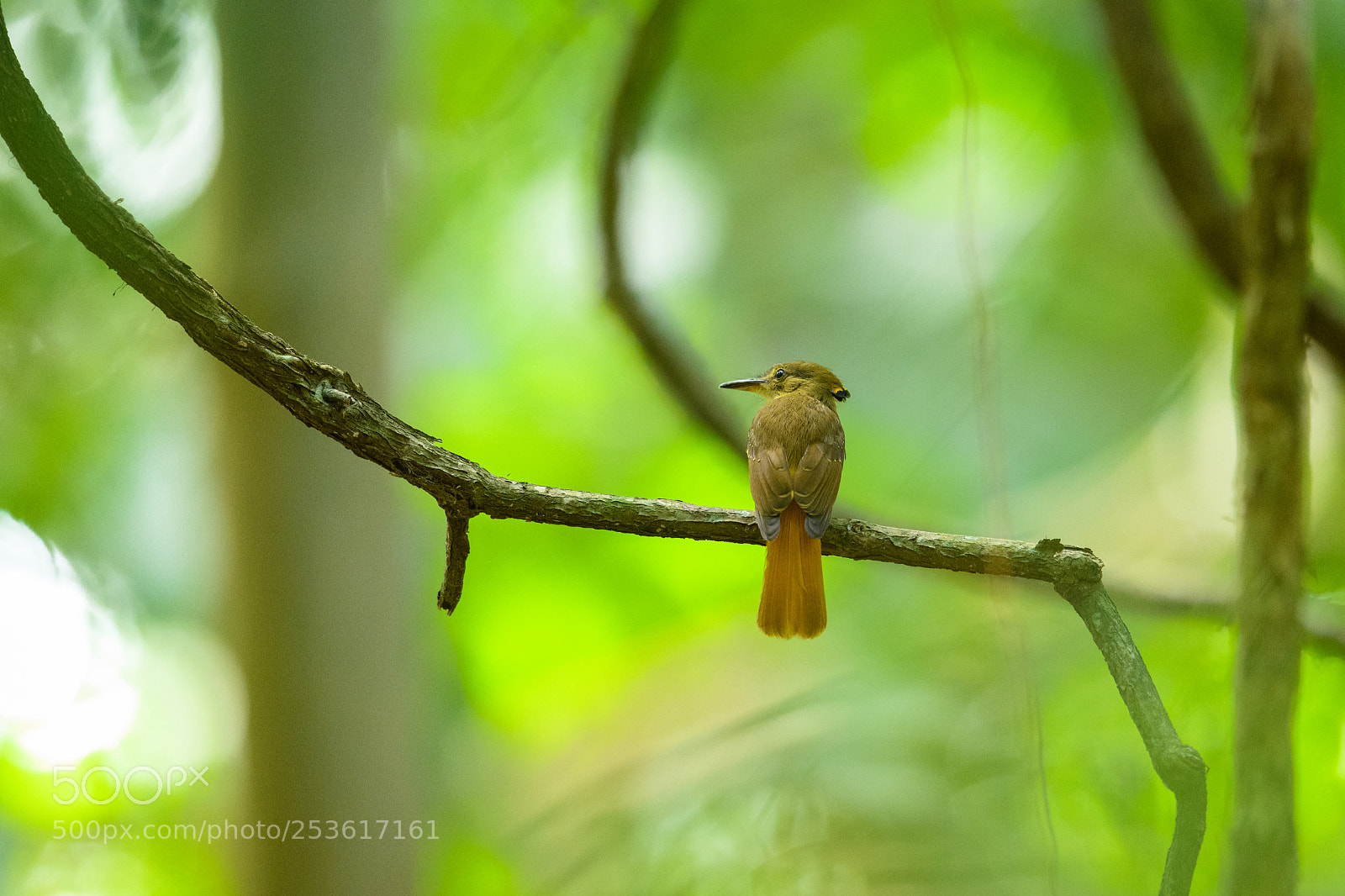 Nikon D850 sample photo. Royal flycatcher photography