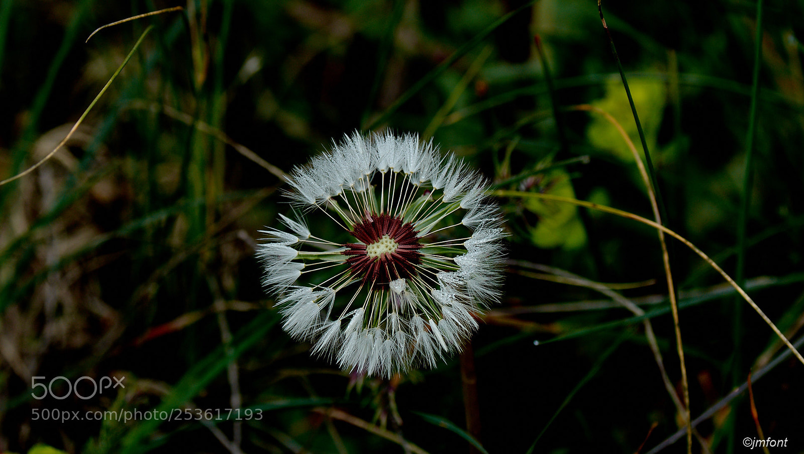 Nikon D7200 sample photo. Taraxacum officinale photography