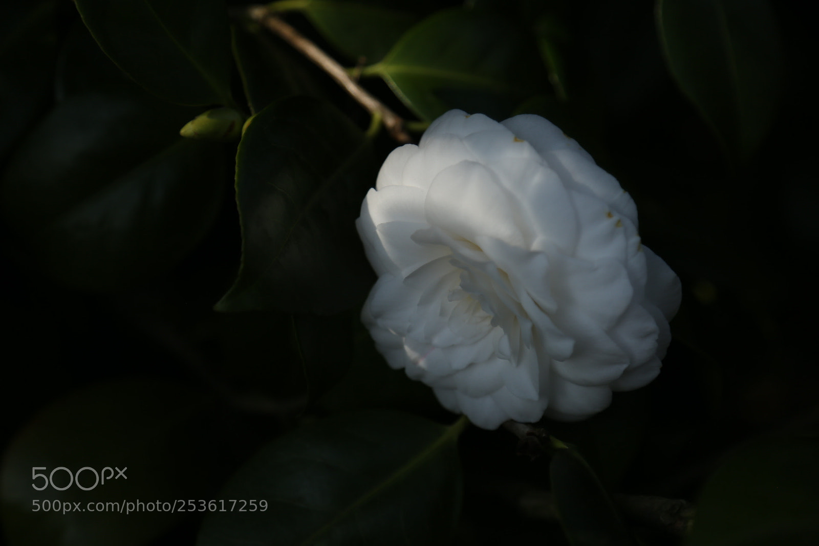 Canon EOS 6D + Canon EF 24-105mm F4L IS USM sample photo. Untitled photography
