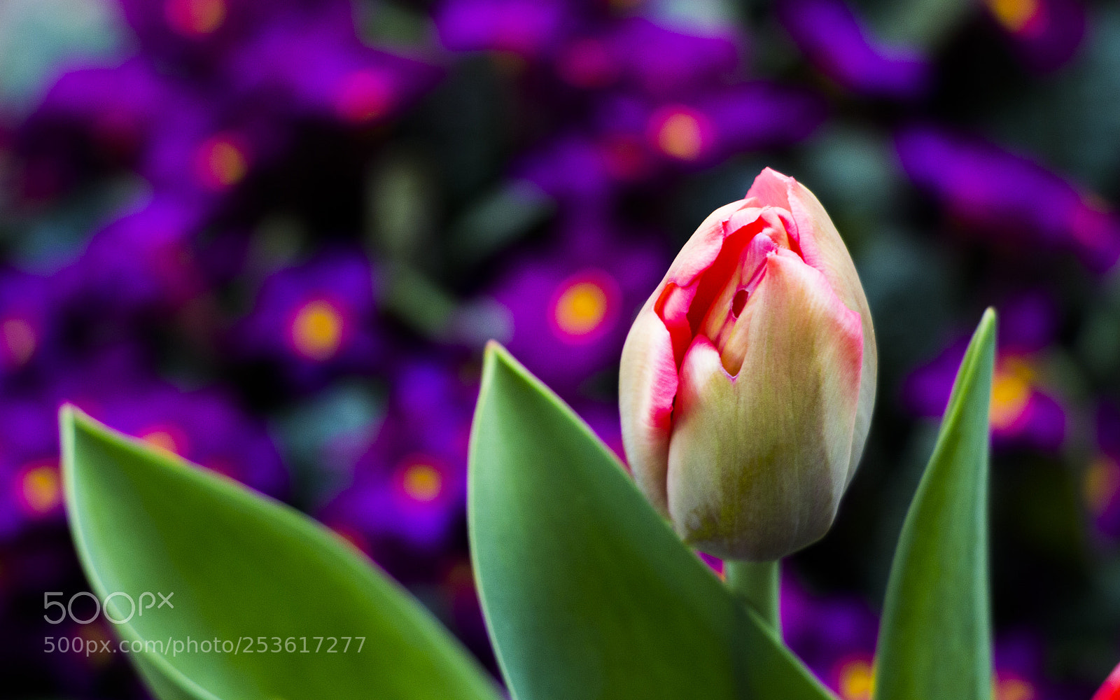Canon EOS 700D (EOS Rebel T5i / EOS Kiss X7i) sample photo. Tulip photography