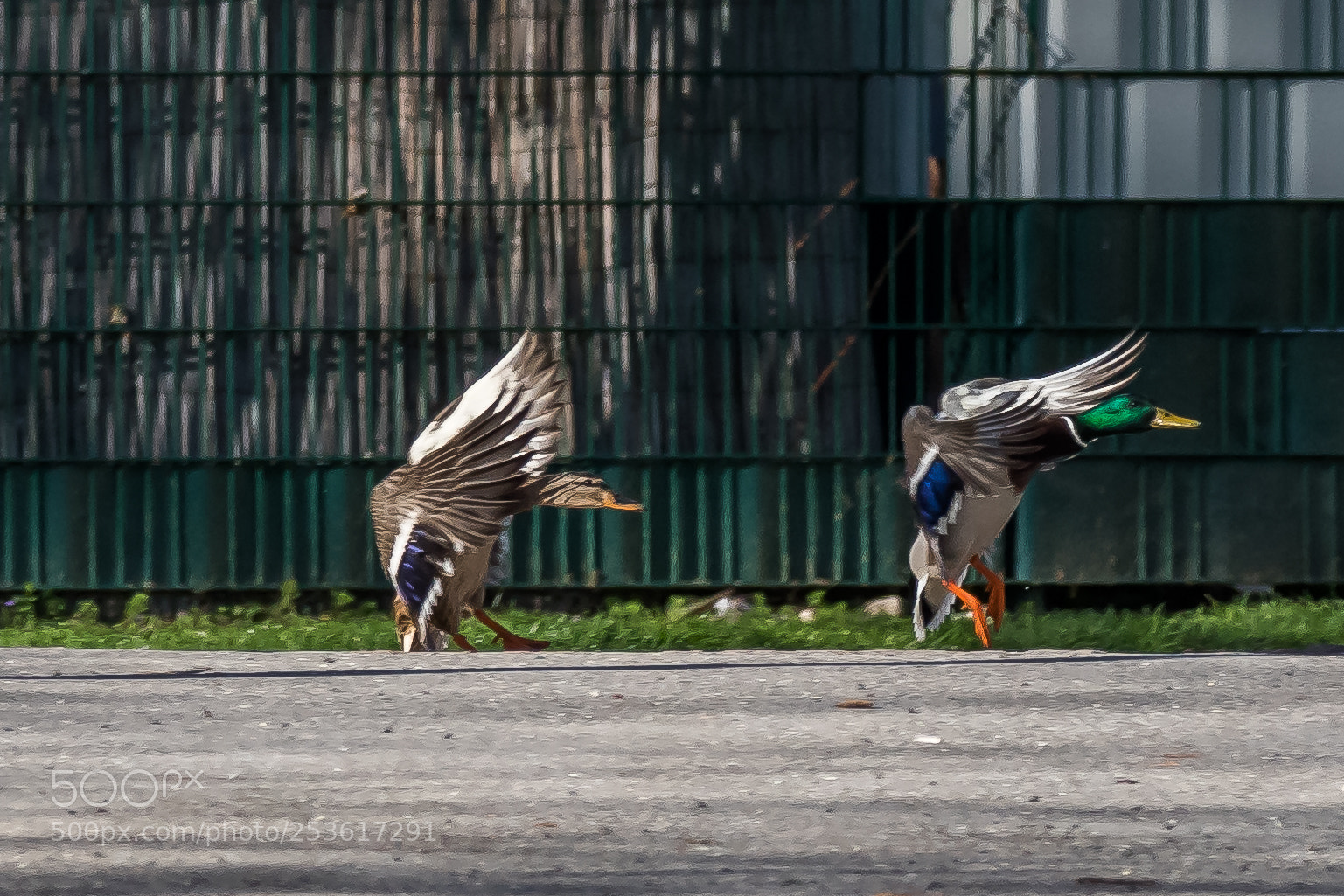 Nikon D7500 sample photo. Ducks at the 60m photography