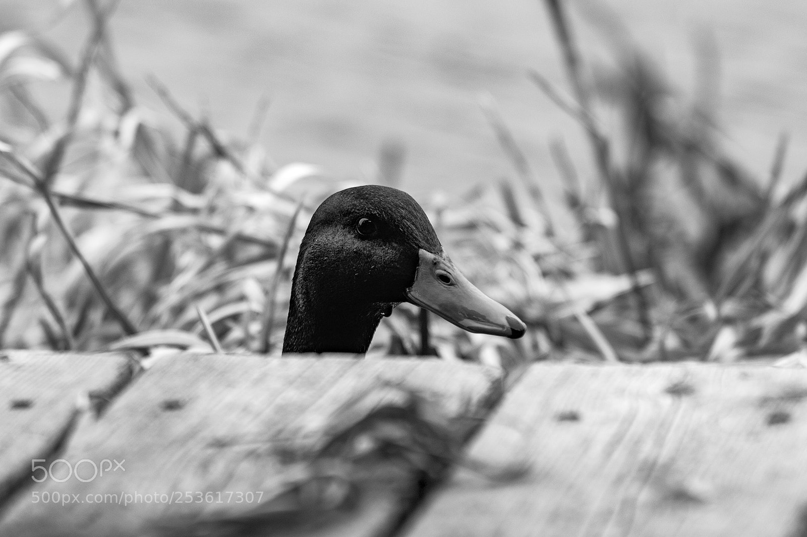 Canon EOS 1300D (EOS Rebel T6 / EOS Kiss X80) sample photo. "peeking duck" photography