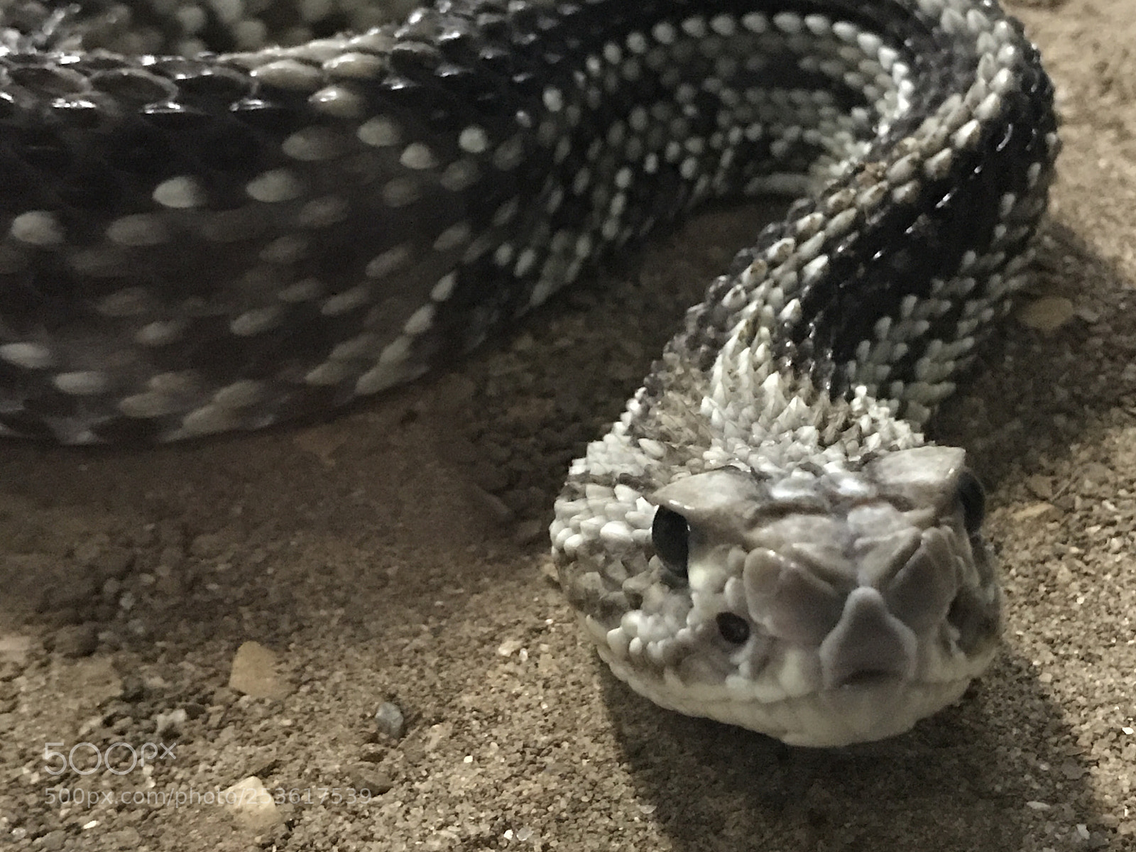 Apple iPhone 7 Plus sample photo. Snake  photography