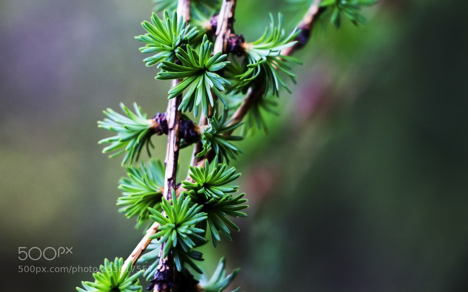 Canon EOS 700D (EOS Rebel T5i / EOS Kiss X7i) sample photo. Green needles photography
