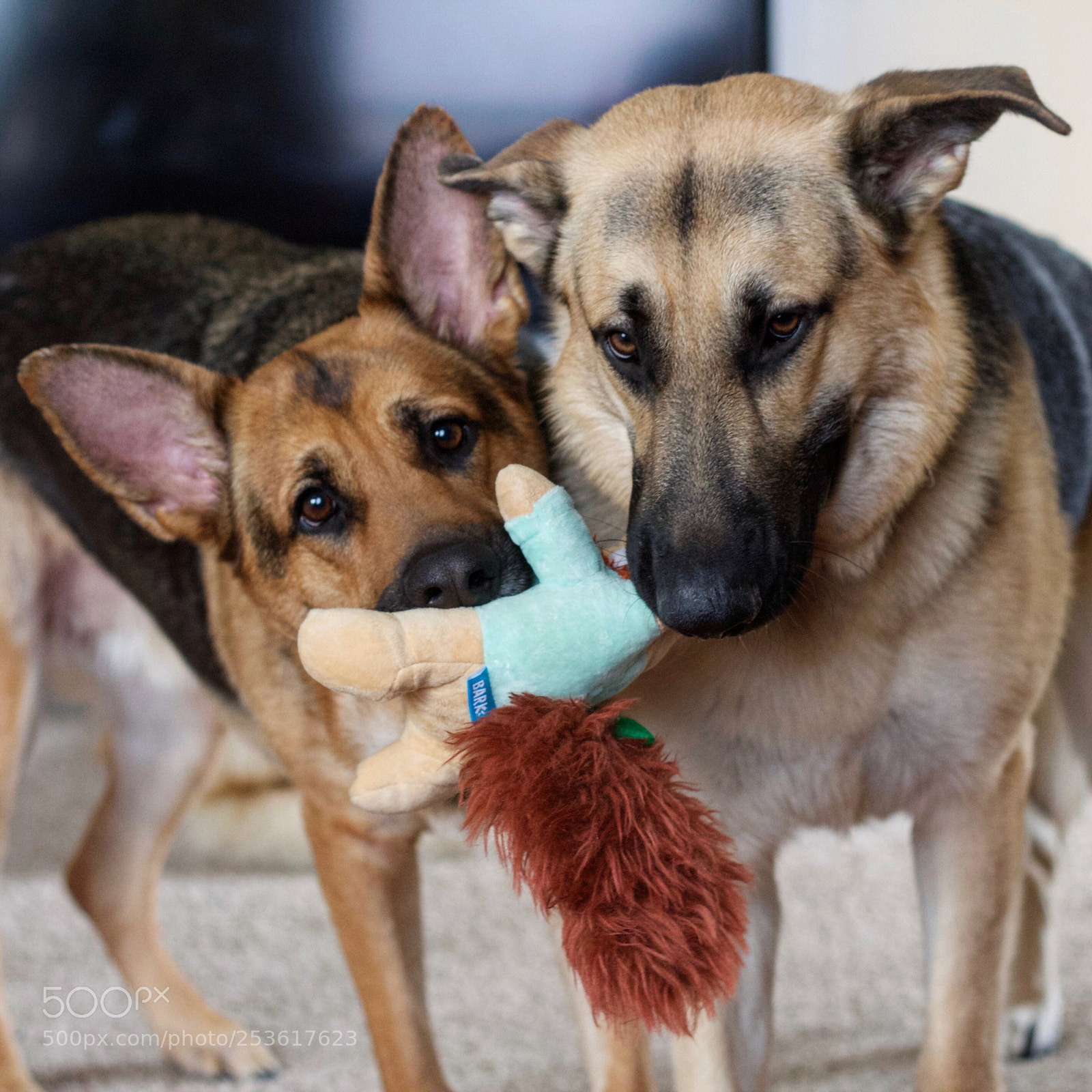 Canon EOS 1100D (EOS Rebel T3 / EOS Kiss X50) sample photo. Their favorite toy ? photography