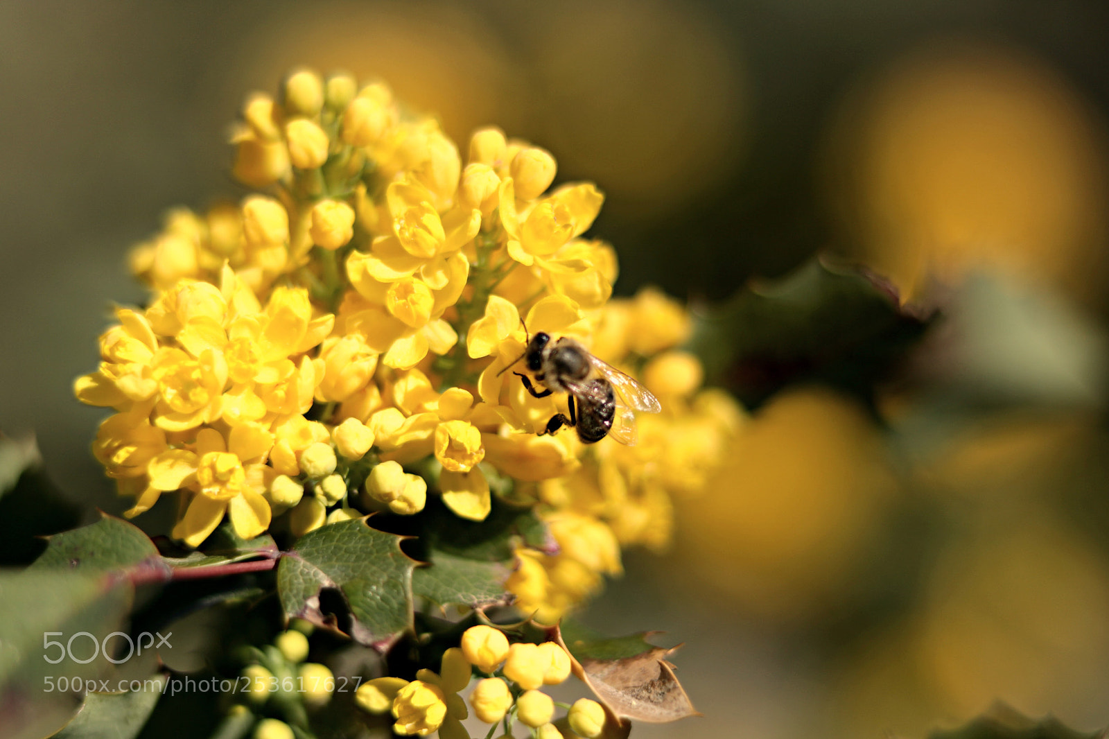 Canon EOS 750D (EOS Rebel T6i / EOS Kiss X8i) sample photo. Növény photography