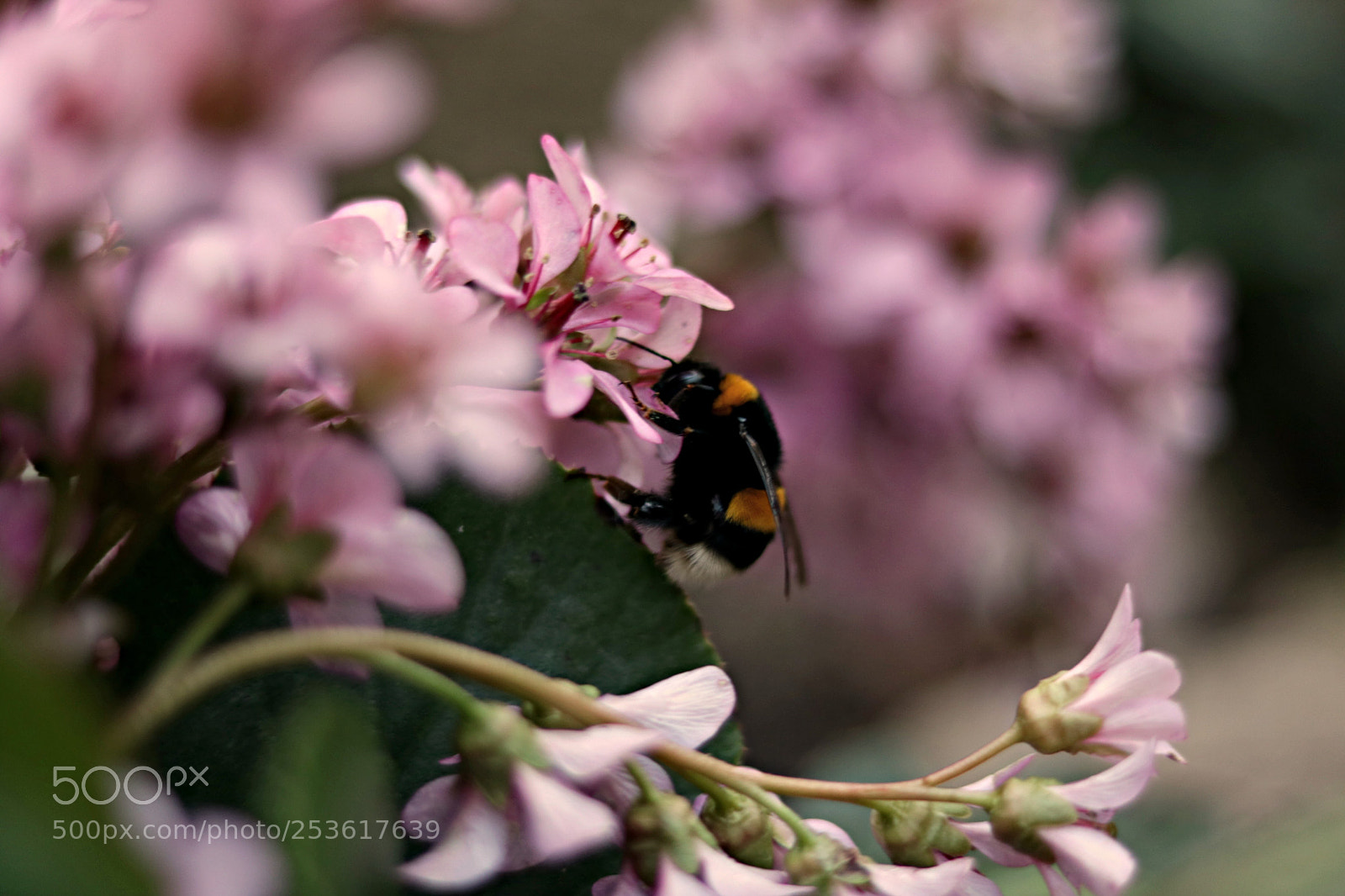 Canon EOS 750D (EOS Rebel T6i / EOS Kiss X8i) sample photo. Növény photography