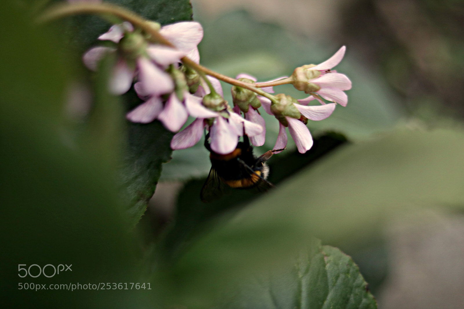Canon EOS 750D (EOS Rebel T6i / EOS Kiss X8i) sample photo. Növény photography