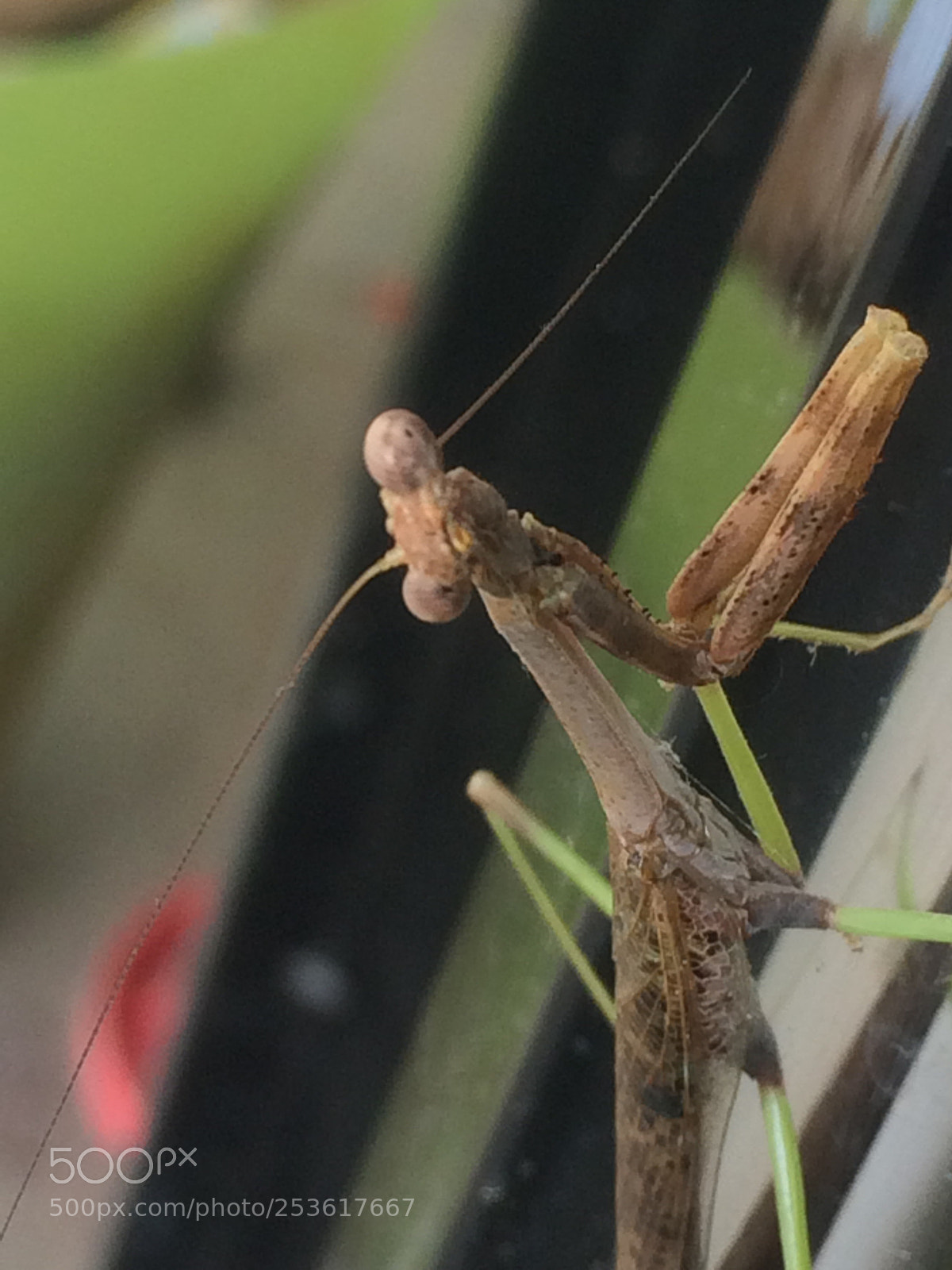Apple iPhone 5s sample photo. I see you  photography
