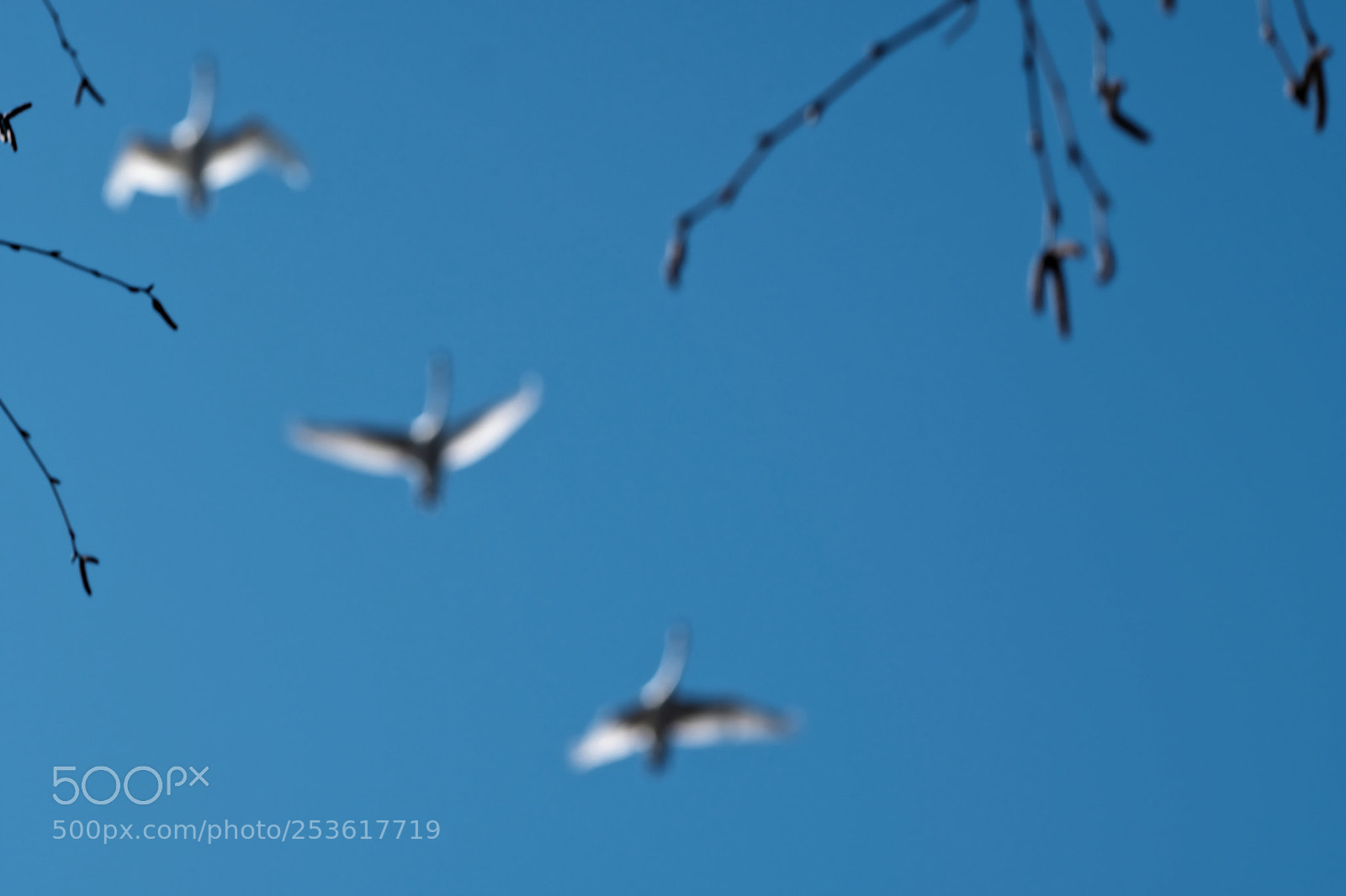 Fujifilm X-T2 sample photo. Swan photography